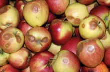 Gorzka zgnilizna owoców