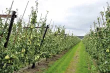 Grusze prowadzone w V-system