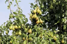 Fot. 1. Główną odmianą w holenderskich sadach jest nadal ‘Konferencja‘