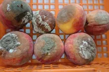 Fot. 4. Objawy brunatnej zgnilizny drzew pestkowych na owocach brzoskwini