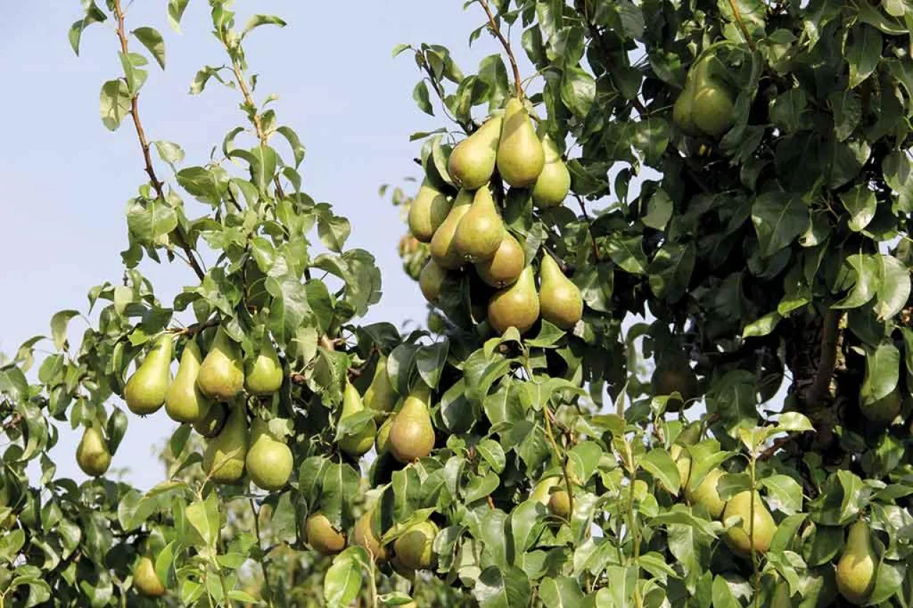 Fot. 1. Główną odmianą w holenderskich sadach jest nadal ‘Konferencja‘