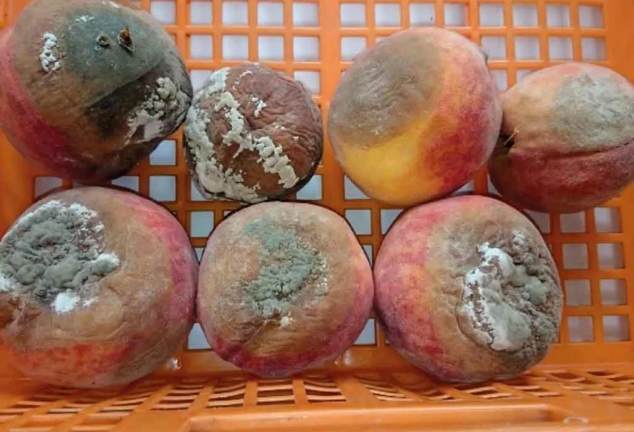 Fot. 4. Objawy brunatnej zgnilizny drzew pestkowych na owocach brzoskwini