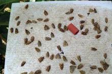 Szkodliwe motyle latem