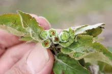 Reakcje roślin na czynniki stresowe – trochę teorii, do zastosowania w praktyce