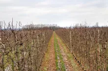 Jak tną drzewa najlepsi