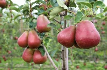 Nowe odmiany gruszy dla Europy