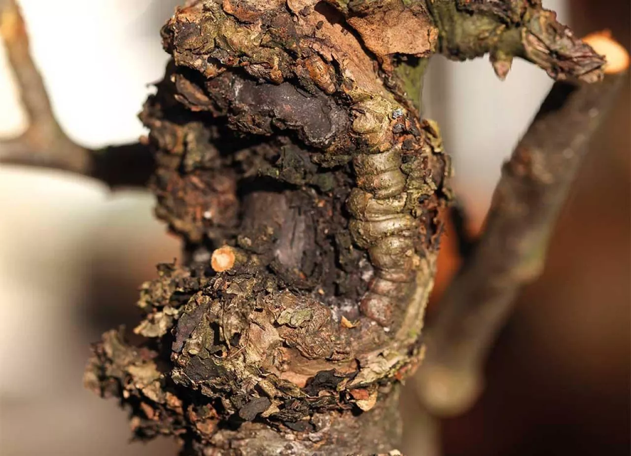 A może ochrona zimą?