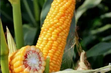 231657
