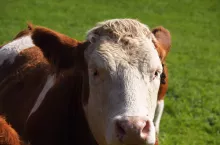 231507
