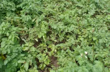 Fot. 1 Phytophthora infestans poraża silnie ziemniaki wczesnych odmian