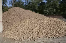 447850
