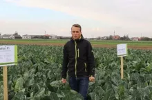 Odmiany kalafiora Syngenta