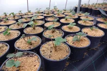 Nie tylko dawka nawozu jest ważna