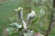 Jak nie parch to mączniak