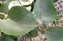 Pamiętajmy o przędziorkach wiosną