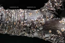 Skorupik jabłoniowy osobniki dorosłe i larwy