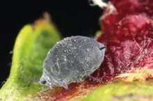 Występowawnie i zwalczanie mszyc w sadach jabłoniowych