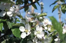 Problemy w okresie okołokwitnieniowym