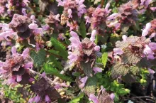 Regulowanie zachwaszczenia w sadzie