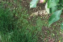 Przerzedzanie chemiczne jabłoni