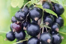 Czy uprawa czarnej porzeczki może być opłacalna?