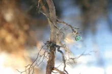 Nawożenie nowych nasadzeń sadowniczych