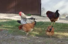 Kury, koguty, kurczaki, drób
