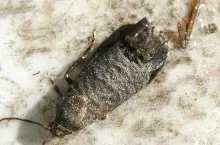 Zwalczanie owocówek latem