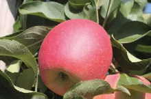 Wspomóc wybarwienie owoców