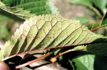 Zasady nawożenia drzew owocowych około kwitnienia