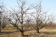 Podkładki do intensywnych sadów czereśniowych
