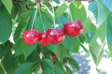 Perspektywiczne odmiany czereśni