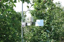 Ochronić przed przymrozkiem