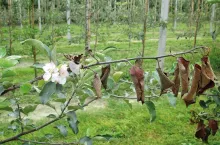 Zaraza ogniowa – próba podsumowania sezonu