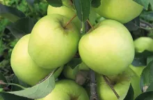 Dokarmianie ziarnkowych przed zbiorami