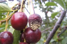 Procesy gnilne w owocach latem