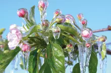 Uprzedzić przymrozek