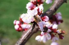 Czynniki warunkujące skuteczne zapłodnienie kwiatów moreli