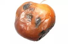 Jabłko po przechowywaniu porażone przez grzyb z rodzaju Alternaria spp