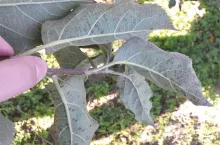 Porażenie liści jabłoni przez V. inaequalis decyduje o potencjale infekcyjnym na rok następny