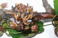 Objawy raka bakteryjnego na kwiatach czereśni…