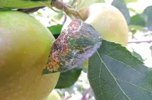 Ostatnie zabiegi zwalczające szkodniki przed zbiorem jabłek