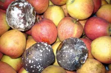 Ochrona jabłek i gruszek przed chorobami pochodzenia grzybowego