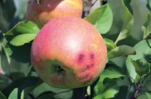 Dokarmianie dolistne jabłoni przed zbiorami i po nich