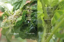 Kolonie mszycy porzeczkowej