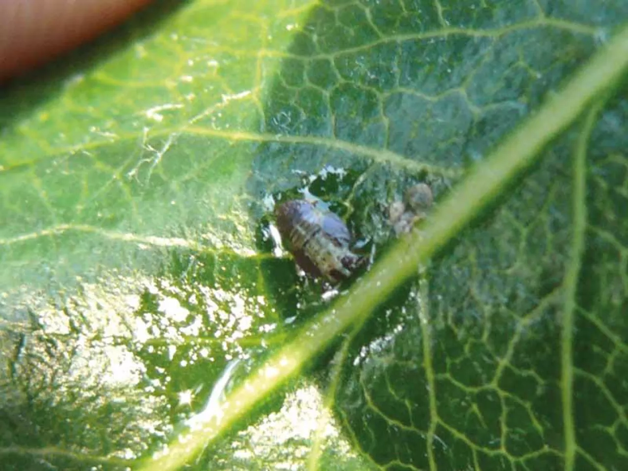 Szkodniki o kłująco-ssącym aparacie gębowym