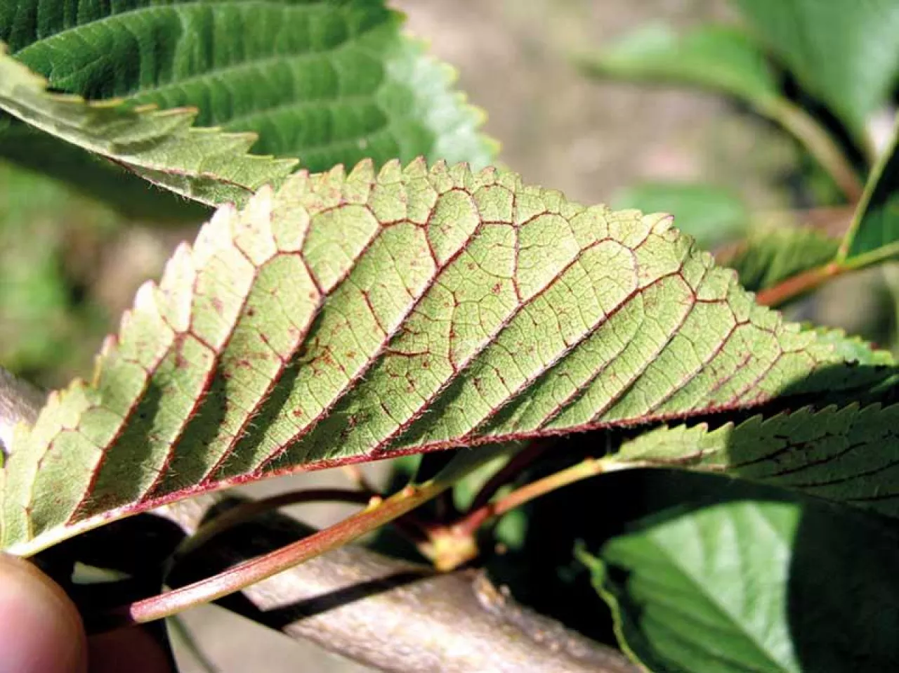 Zasady nawożenia drzew owocowych około kwitnienia