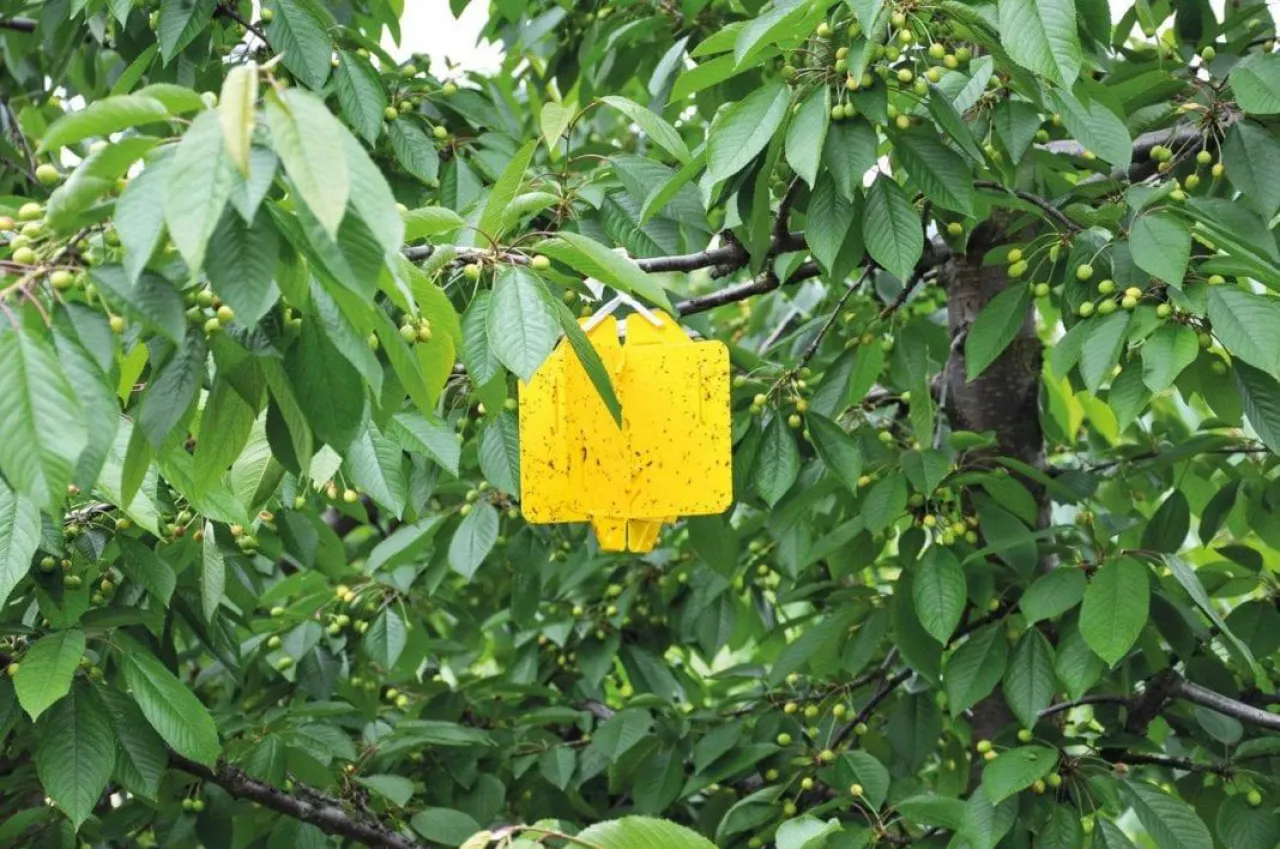 Monitorowanie szkodników