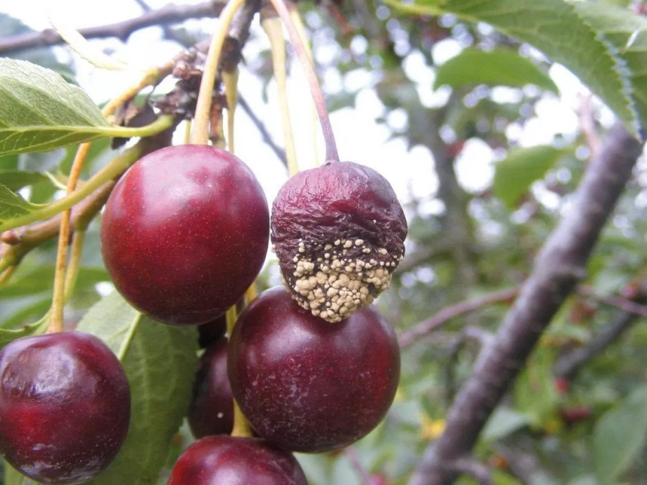 Procesy gnilne w owocach latem