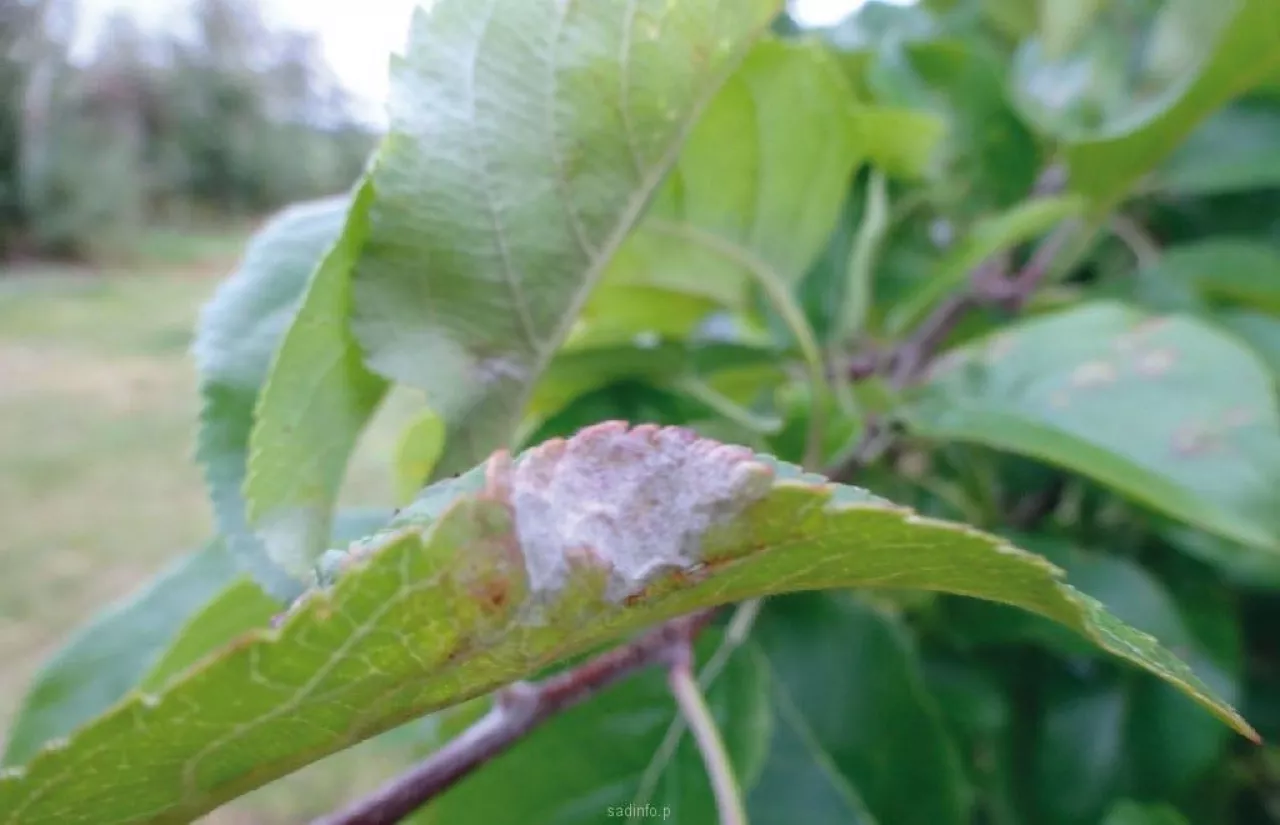 Różne fazy porażenia liści mączniakiem jabłoni